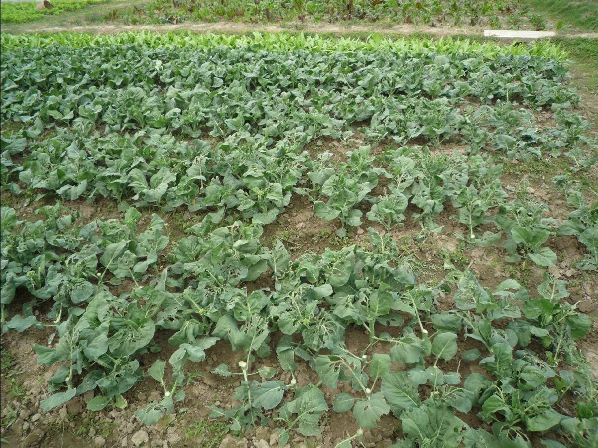 20101127 THE Organic Farm59